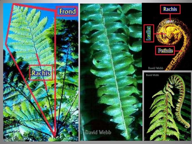 Vascular Cryptogams Postlab