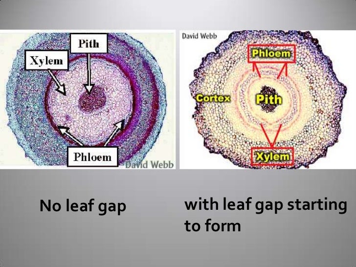 Vascular Cryptogams Postlab