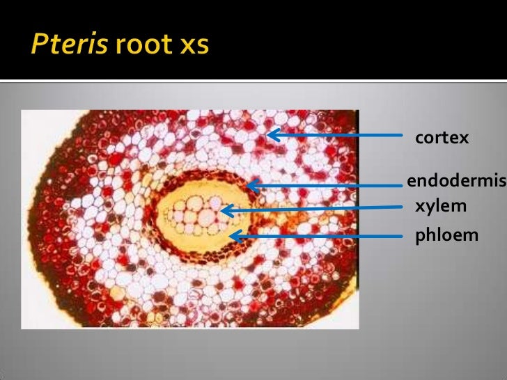 Vascular Cryptogams Postlab