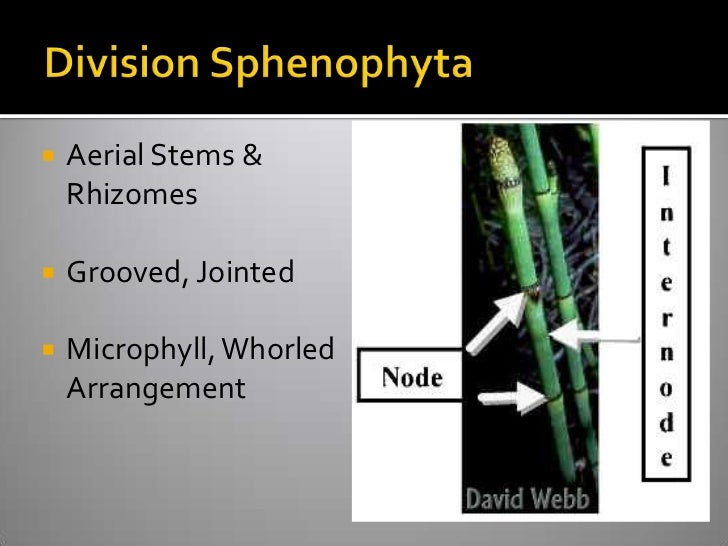 Vascular Cryptogams Postlab