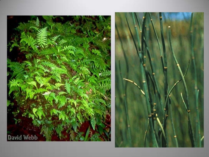 Vascular Cryptogams Postlab