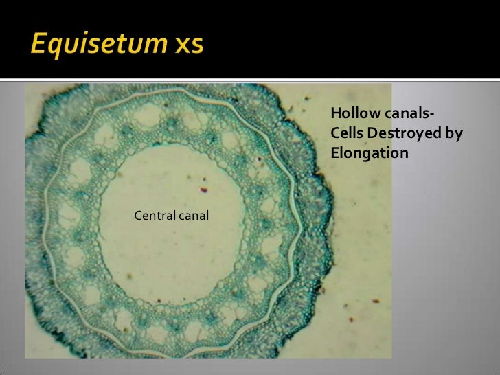 Vascular Cryptogams Postlab