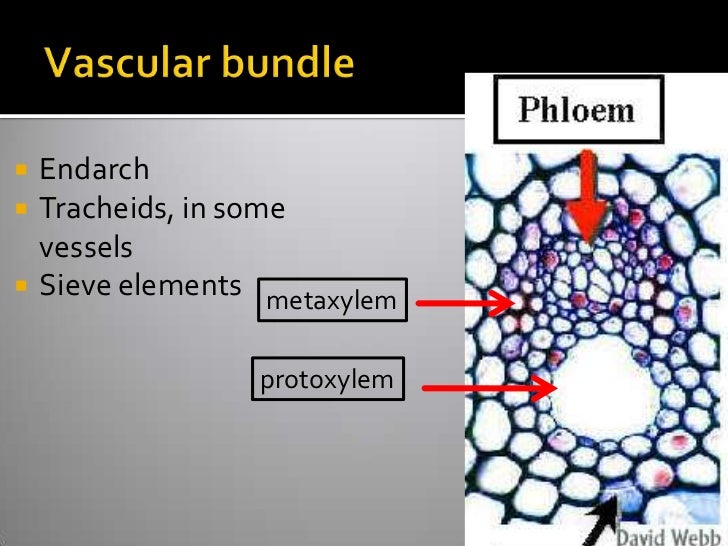 Vascular Cryptogams Postlab