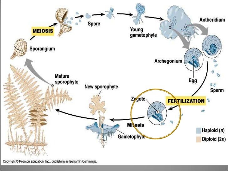 Vascular Cryptogams Postlab