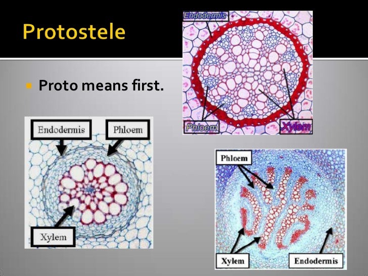 Vascular Cryptogams Postlab