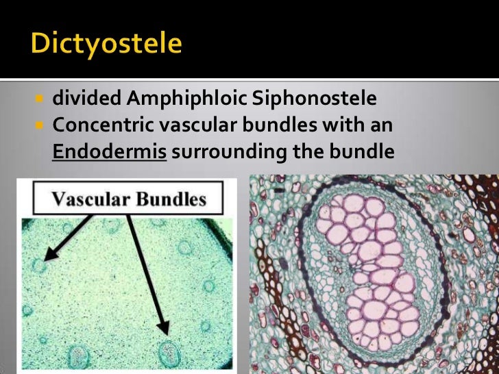 Vascular Cryptogams Postlab