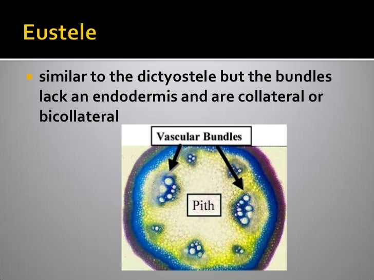 Vascular Cryptogams Postlab