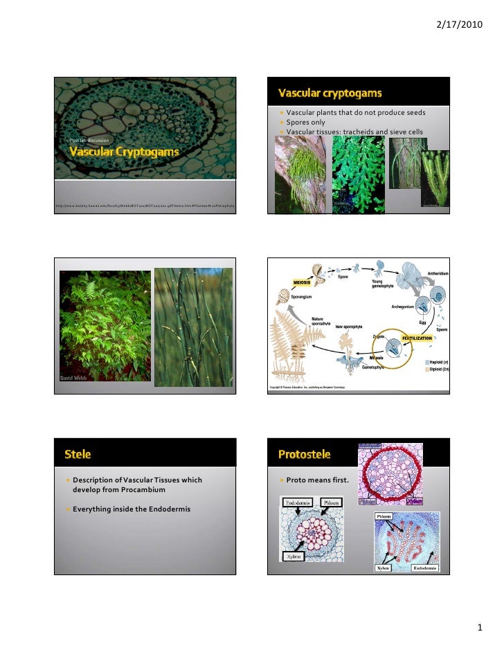 Vascular Cryptogams Postlab