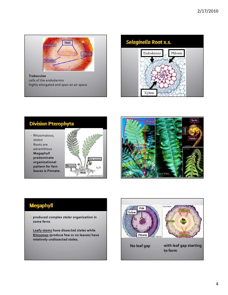 Vascular Cryptogams Postlab