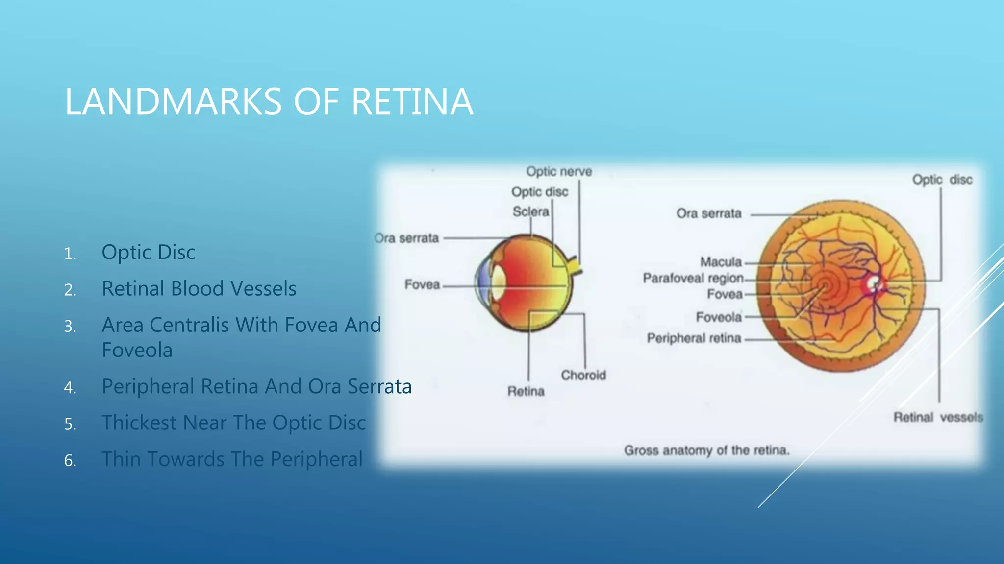 LANDMARKS OF RETINA
1. Optic Disc
2. Retinal Blood Vessels
3. Area Centralis With Fovea And
Foveola
4. Peripheral Retina And Ora Serrata
5. Thickest Near The Optic Disc
6. Thin Towards The Peripheral
 