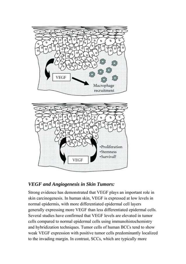 Vascular endothelial growth factor signaling pathwys in cancer | DOC