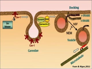 Vascular Endothelium in Health and Disease | PPT