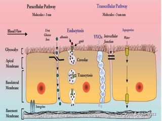 Vascular Endothelium in Health and Disease | PPT