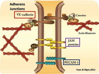 Vascular Endothelium in Health and Disease | PPT