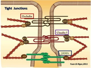 Vascular Endothelium in Health and Disease | PPT