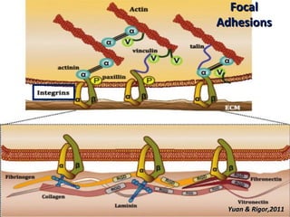 Vascular Endothelium in Health and Disease | PPT