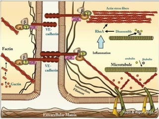 Vascular Endothelium in Health and Disease | PPT