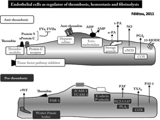 Vascular Endothelium in Health and Disease | PPT