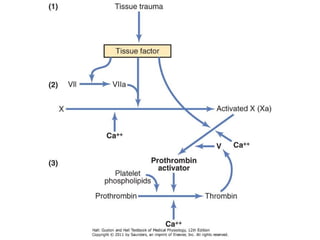 Vascular Endothelium in Health and Disease | PPT