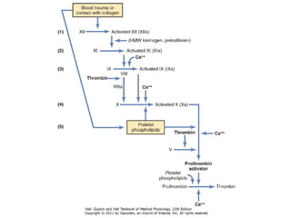 Vascular Endothelium in Health and Disease | PPT