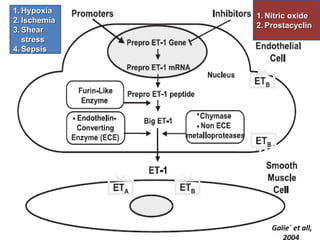 Vascular Endothelium in Health and Disease | PPT