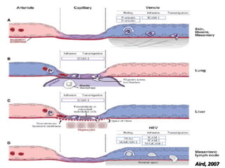Vascular Endothelium in Health and Disease | PPT