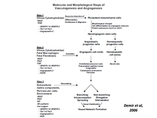 Vascular Endothelium in Health and Disease | PPT