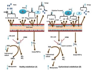 Vascular Endothelium in Health and Disease | PPT