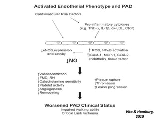 Vascular Endothelium in Health and Disease | PPT