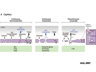 Vascular Endothelium in Health and Disease | PPT