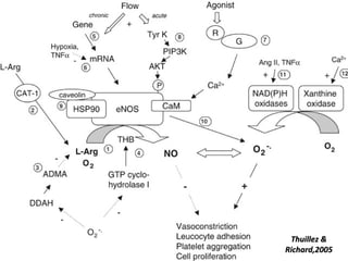 Vascular Endothelium in Health and Disease | PPT