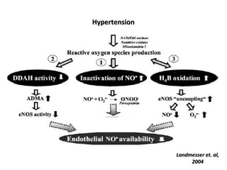 Vascular Endothelium in Health and Disease | PPT