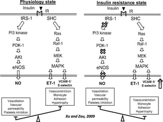 Vascular Endothelium in Health and Disease | PPT