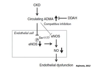 Vascular Endothelium in Health and Disease | PPT
