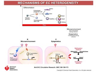 Vascular Endothelium in Health and Disease | PPT