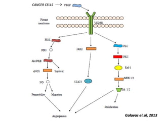 Vascular Endothelium in Health and Disease | PPT