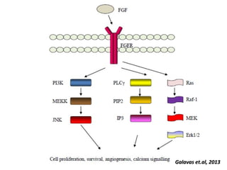 Vascular Endothelium in Health and Disease | PPT
