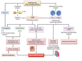 Vascular Endothelium in Health and Disease | PPT