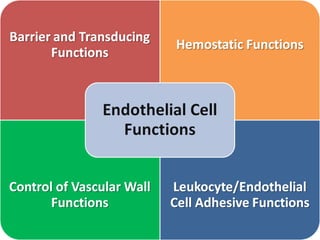 Vascular Endothelium in Health and Disease | PPT