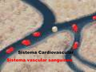 Sistema Cardiovascular
Sistema vascular sanguíneo
 