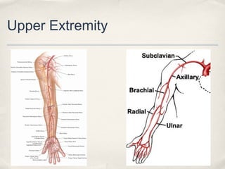 Upper Extremity 
 