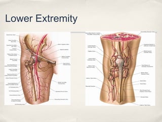 Lower Extremity 
 