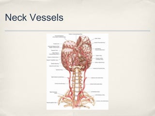Neck Vessels 
 