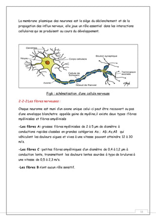 11
La membrane plasmique des neurones est le siège du déclenchement et de la
propagation des influx nerveux, elle joue un rôle essentiel dans les interactions
cellulaires qui se produisent au cours du développement.
Fig6 : schématisation d’une cellule nerveuse
2-2-2 Les fibres nerveuses :
Chaque neuronne est muni d’un axone unique celui-ci peut étre recouvert ou pas
d’une enveloppe blanchatre appelée gaine de myéline,il existe deux types :fibres
myélinisées et fibres amyélinisés
-Les fibres A: grosses fibres myélinisées de 2 à 5 µm de diamètre à
conductions rapides classées en grandes catégories Aα ; Aβ ;Aγ,Aδ qui
véhiculent les douleurs aigues et vives à une vitesse pouvant atteindre 12 à 30
m/s.
-Les fibres C :petites fibres amyéliniques d’un diamètre de 0,4 à 1,2 µm à
conduction lente, transmettent les douleurs lentes sourdes à type de brulures à
une vitesse de 0,5 à 2,3 m/s.
-Les fibres B n’ont aucun rôle sensitif.
 