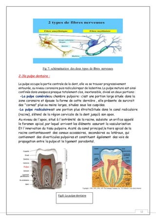 12
Fig 7: schématisation des deux types de fibres nerveuses
2-3la pulpe dentaire :
La pulpe occupe la partie centrale de la dent, elle va se trouver progressivement
entourée, au niveau coronaire puis radiculairepar de ladentine. La pulpe mature est ainsi
confinée dans unespace presque totalement clos, inextensible, divisé en deux portions :
-La pulpe caméraleou chambre pulpaire : c’est une portion large située dans la
zone coronaire et épouse la forme de cette dernière , elle présente de surcroit
des "cornes" plus ou moins larges, situées sous les cuspides.
-La pulpe radiculaireest une portion plus étroiteSituée dans le canal radiculaire
(racine), s’étend de la région cervicale de la dent jusqu’à son apex.
Au niveau de l'apex, situé à l'extrémité de la racine, subsiste un orifice appelé
le foramen apical, par lequel arrivent les éléments assurant la vascularisation
Et l'innervation du tissu pulpaire. Acoté du canal principal,le tiers apical de la
racine contientsouvent des canaux accessoires, secondaires ou latéraux, qui
contiennent des diverticules pulpaires et constituent également des vois de
propagation entre la pulpe et le ligament parodontal.
Fig8 :La pulpe dentaire
 