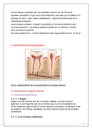 15
Les surcharges occlusales sont non seulement amortie par les fibres du
liguament parodontal, et par les procès alvéolaires, mais aussi par la lymphe et le
drainage de celle-ci dans l’espace desmodontal (répartition hydraulique de la
Préssionamortissement)
Les principaux vaisseaux irriguant le parodonte et les procès alvéolaire sont :
Au niveau maxillaire : les artères alvéolaire postérieur et antérieur, l’artère
infra-orbitaire et palatine
Au niveau mandibulaire : l’artère mandibulaire,sub-lingual,mental,buccal, et facial
3- vascularisation de l’organe dentaire :
Fig 11: schématisation de la vascularisation de l’organe dentaire
3-1 Vascularisation sanguine artérielle:
3-1-1Artère carotide externe :
3-1-1-1 Origine :
Chaque carotide externe nait de la carotide commune au niveau du bord
supérieur du cartilage thyroide et se termine sous le col de la mandibule en
artère temporale superficielle et artère maxillaire elle mesure en moyenne 8 mm
de diamètre, elle diminue rapidement de calibre après l’origine de ses première
collatérales.
3-1-1-2 Les branches collatérales :
 