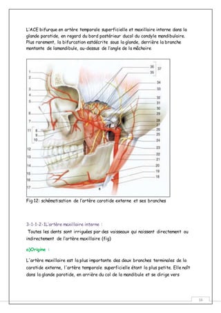 16
L’ACE bifurque en artère temporale superficielle et maxillaire interne dans la
glande parotide, en regard du bord postérieur ducol du condyle mandibulaire.
Plus rarement, la bifurcation estdécrite sous la glande, derrière la branche
montante de lamandibule, au-dessus de l’angle de la mâchoire.
Fig 12: schématisation de l’artère carotide externe et ses branches
3-1-1-2-1L’artère maxillaire interne :
Toutes les dents sont irriguées par des vaisseaux qui naissent directement ou
indirectement de l’artère maxillaire (fig)
a)Origine :
L'artère maxillaire est la plus importante des deux branches terminales de la
carotide externe, l'artère temporale superficielle étant la plus petite. Elle naît
dans la glande parotide, en arrière du col de la mandibule et se dirige vers
 