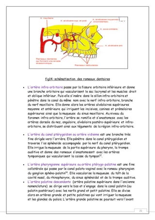 21
fig14 :schématisation des rameaux dentaires
 L'artère infra-orbitaire passe par la fissure orbitaire inférieure et donne
une branche orbitaire qui vascularisent le sac lacrymal et les muscles droit
et oblique inférieur. Puis elle s'insère dans le sillon infra-orbitaire et
pénètre dans le canal du même nom avec le nerf infra-orbitaire, branche
du nerf maxillaire. Elle donne alors les artères alvéolaires supérieures
moyenne et antérieure qui irriguent les incisives, canines et prémolaires
supérieures ainsi que la muqueuse du sinus maxillaire. Au niveau du
foramen infra-orbitaire, l'artère se ramifie et s'anastomose avec les
artères dorsale du nez, angulaire, alvéolaire postéro-supérieure et infra-
orbitaire, se distribuant ainsi aux téguments de la région infra-orbitaire.
 L'artère du canal ptérygoïdien ou artère vidienne est une branche très
fine dirigée vers l'arrière. Elle pénètre dans le canal ptérygoïdien et
traverse l'os sphénoïde accompagnée par le nerf du canal ptérygoïdien.
Elle irrigue la muqueuse de la partie supérieure du pharynx, la trompe
auditive et donne des rameaux s'anastomosant avec les artères
tympaniques qui vascularisent la caisse du tympan12
.
 L'artère pharyngienne supérieure ou artère ptérygo-palatine est une fine
collatérale qui passe par le canal palato-vaginal avec le rameau pharyngien
du ganglion sphéno-palatin14
. Elle vascularise la muqueuse du toît de la
cavité nasal, du rhinopharynx, du sinus sphénoïdal et de la trompe auditive.
 L'artère palatine descendante (artère palatine supérieure dans l'ancienne
nomenclature) se dirige vers le bas et s'engage dans le canal palatin (ou
palatin postérieur) avec les nerfs grand et petit palatins. Elle se divise
alors en artères grande et petite palatines qui vont irriguer la muqueuse
et les glandes du palais. L'artère grande palatine se poursuit vers l'avant
 