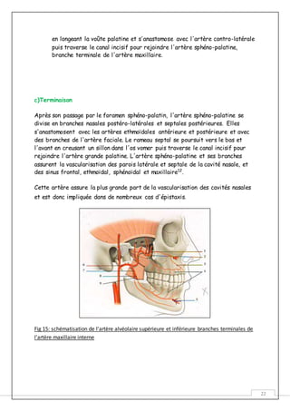 22
en longeant la voûte palatine et s'anastomose avec l'artère contro-latérale
puis traverse le canal incisif pour rejoindre l'artère sphéno-palatine,
branche terminale de l'artère maxillaire.
c)Terminaison
Après son passage par le foramen sphéno-palatin, l'artère sphéno-palatine se
divise en branches nasales postéro-latérales et septales postérieures. Elles
s'anastomosent avec les artères ethmoïdales antérieure et postérieure et avec
des branches de l'artère faciale. Le rameau septal se poursuit vers le bas et
l'avant en creusant un sillon dans l'os vomer puis traverse le canal incisif pour
rejoindre l'artère grande palatine. L'artère sphéno-palatine et ses branches
assurent la vascularisation des parois latérale et septale de la cavité nasale, et
des sinus frontal, ethmoïdal, sphénoïdal et maxillaire12
.
Cette artère assure la plus grande part de la vascularisation des cavités nasales
et est donc impliquée dans de nombreux cas d'épistaxis.
Fig 15: schématisation de l’artère alvéolaire supérieure et inférieure branches terminales de
l’artère maxillaire interne
 