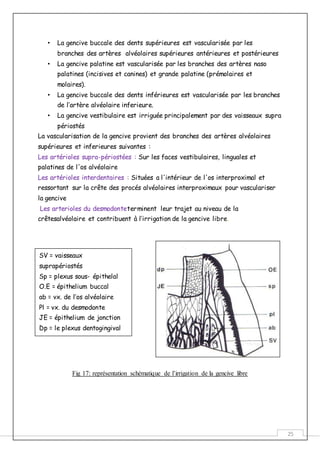 25
• La gencive buccale des dents supérieures est vascularisée par les
branches des artères alvéolaires supérieures antérieures et postérieures
• La gencive palatine est vascularisée par les branches des artères naso
palatines (incisives et canines) et grande palatine (prémolaires et
molaires).
• La gencive buccale des dents inférieures est vascularisée par les branches
de l’artère alvéolaire inferieure.
• La gencive vestibulaire est irriguée principalement par des vaisseaux supra
périostés
La vascularisation de la gencive provient des branches des artères alvéolaires
supérieures et inferieures suivantes :
Les artérioles supra-périostées : Sur les faces vestibulaires, linguales et
palatines de l'os alvéolaire
Les artérioles interdentaires : Situées a l'intérieur de l'os interproximal et
ressortant sur la crête des procés alvéolaires interproximaux pour vasculariser
la gencive
Les arterioles du desmodonteterminent leur trajet au niveau de la
crêtesalvéolaire et contribuent à l’irrigation de la gencive libre.
Fig 17: représentation schématique de l’irrigation de la gencive libre
SV = vaisseaux
suprapériostés
Sp = plexus sous- épithelal
O.E = épithelium buccal
ab = vx. de l’os alvéolaire
Pl = vx. du desmodonte
JE = épithelium de jonction
Dp = le plexus dentogingival
 